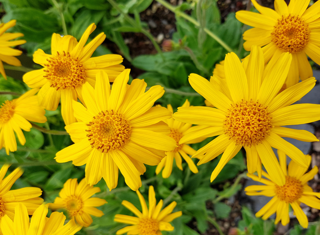 BENEFITS OF USING ARNICA AFTER SURGERY